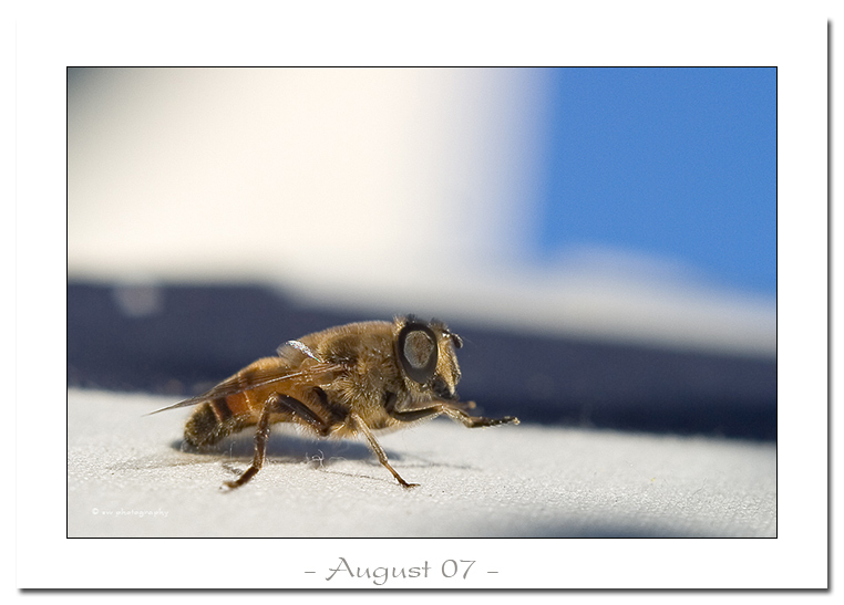 August 2007 - Bild des Monats