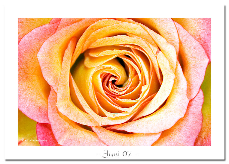 Juni 2007 - Bild des Monats