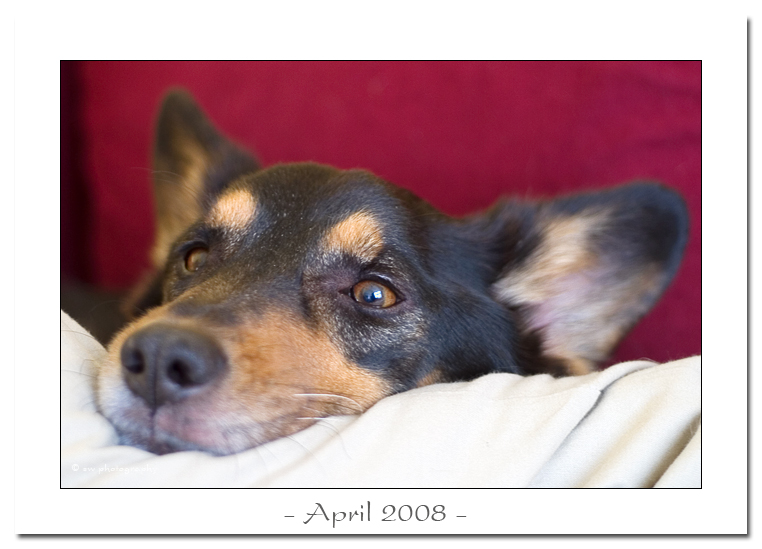 April 2008 - Bild des Monats