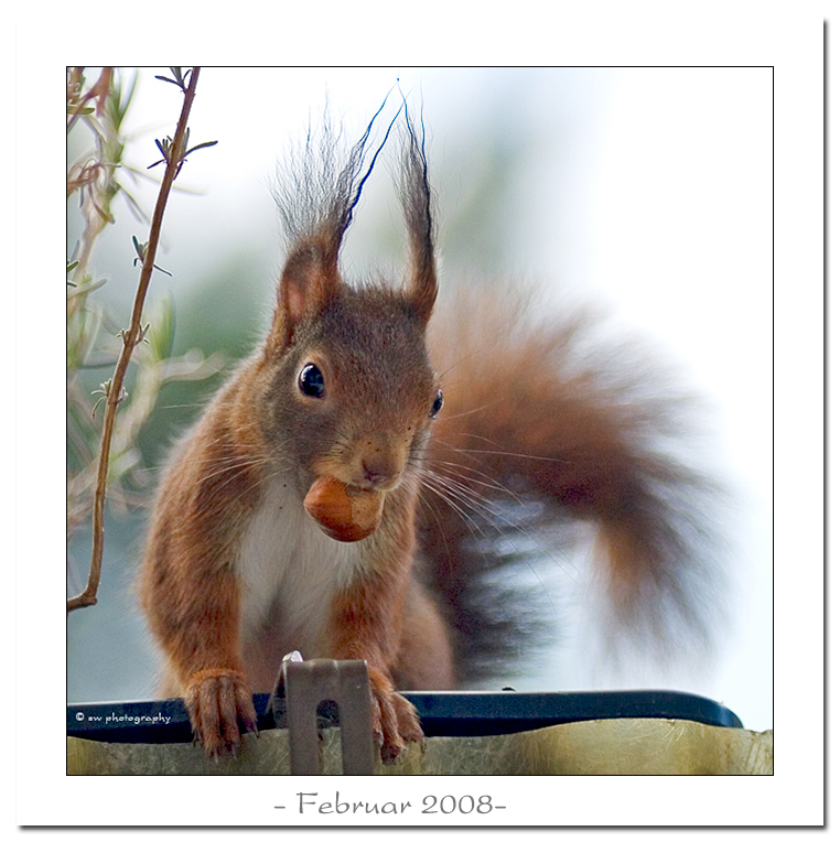 Februar 2008 - Bild des Monats