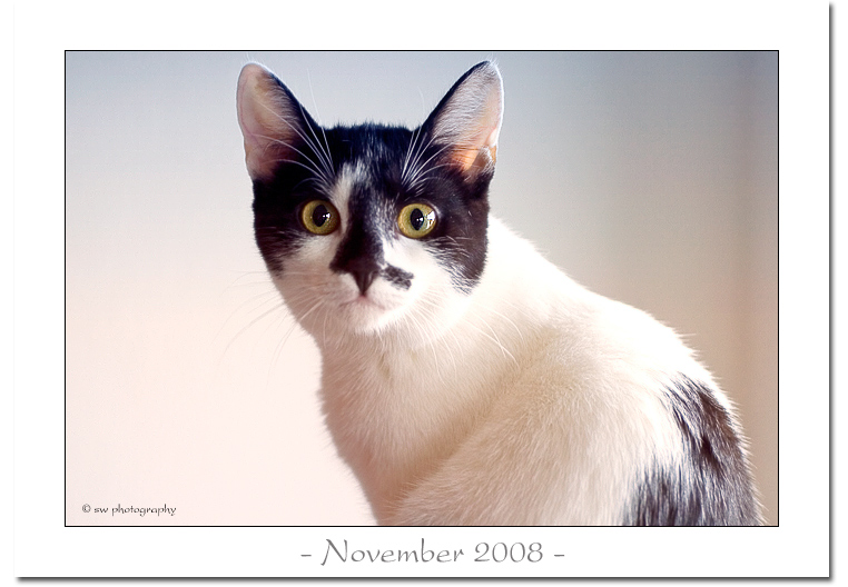 November 2008 - Bild des Monats