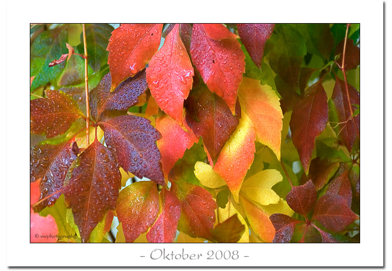 Oktober 2008 - Bild des Monats