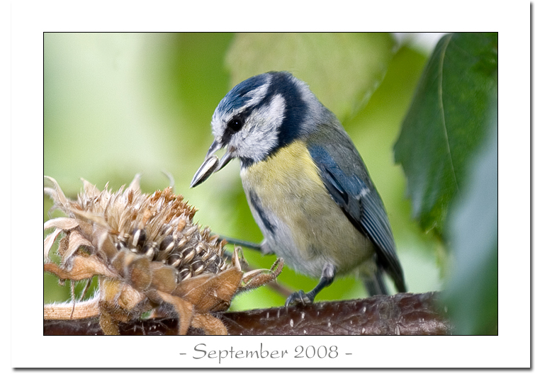 September 2008 - Bild des Monats