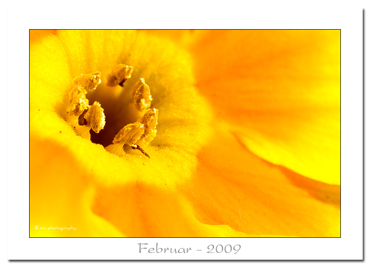 Februar 2009 - Bild des Monats
