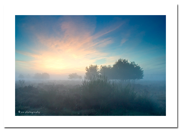 Lichtstimmung in der Wahner Heide