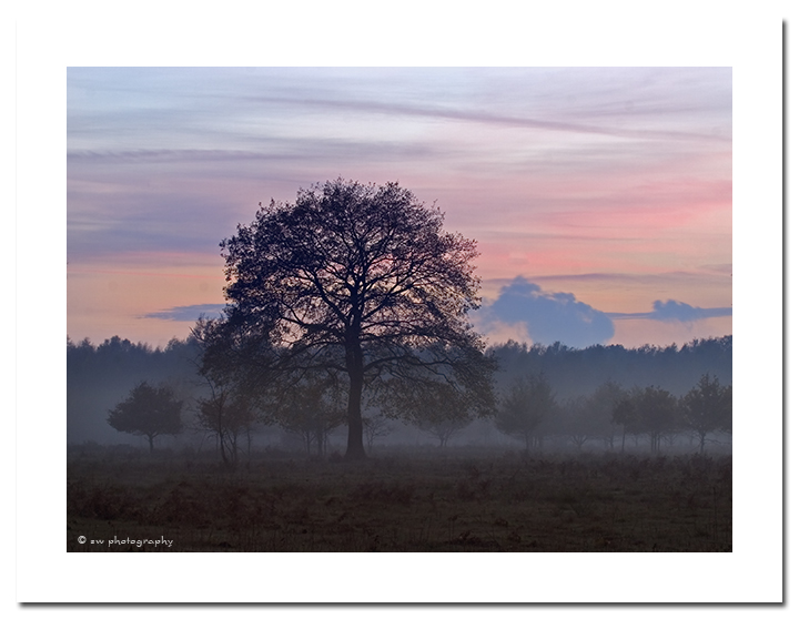 Baum im Abendlicht - Wahner Heide