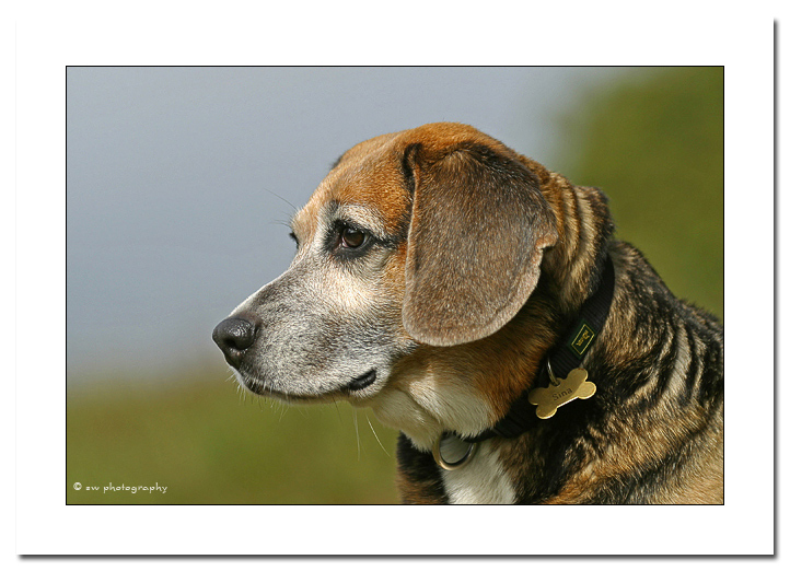 Beagle Sina