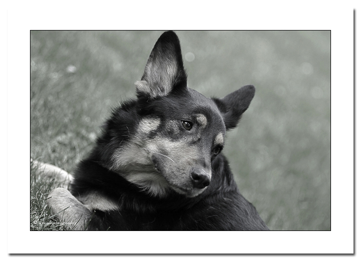 Ginni - Senfhund