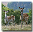 Rehe