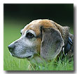 Sina - Beagle