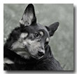 Ginni der Senfhund