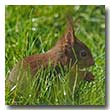 Eichhörnchen