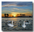 Schwäne & Enten