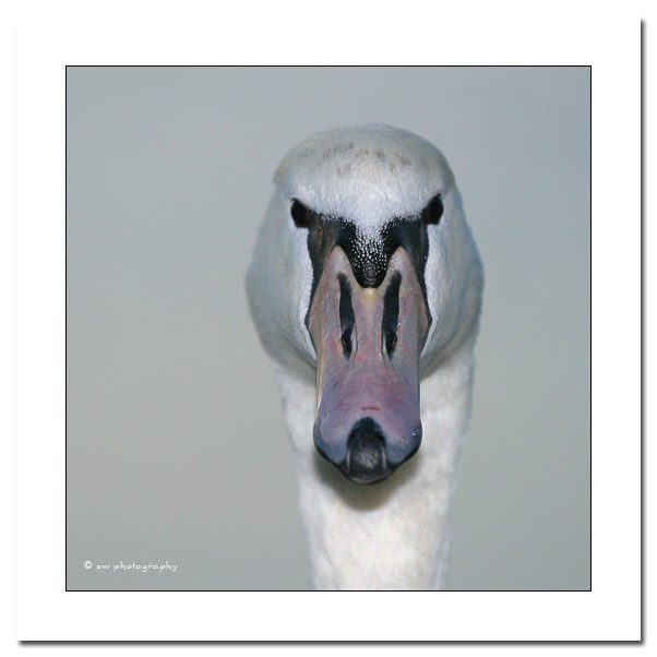Schwan - Portrait