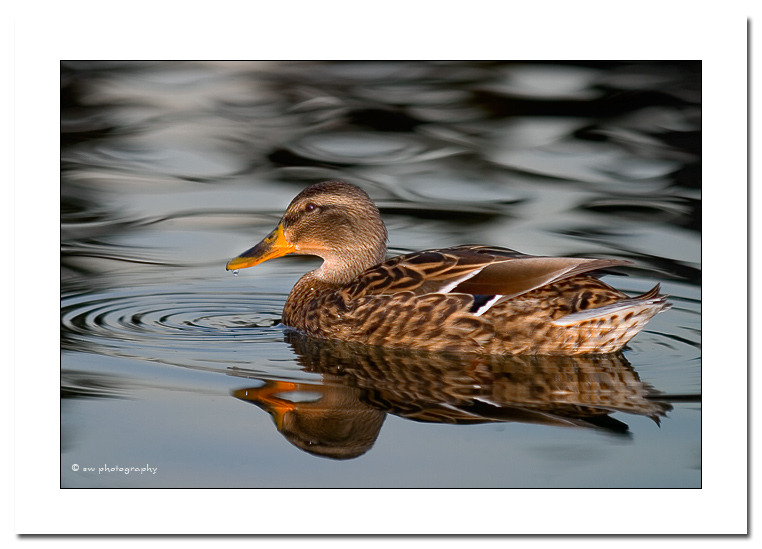 Stockente im Abendlicht