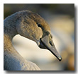 Junger Schwan