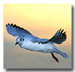 Möwe im Abendlicht