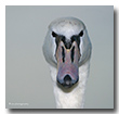 Schwanenportrait