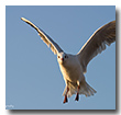Möwe im Flug