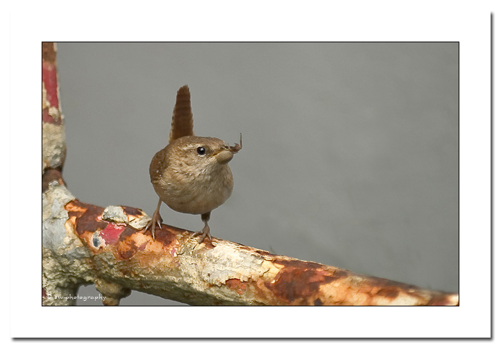Zaunknig bei der Futtersuche