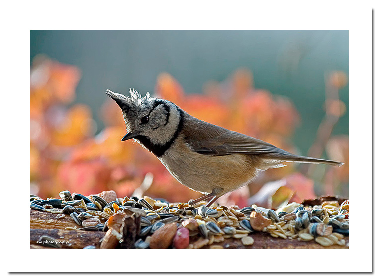 Haubenmeise mit Futter
