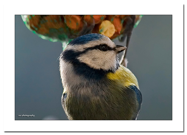 Blaumeise